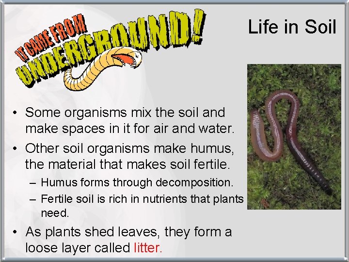 Life in Soil • Some organisms mix the soil and make spaces in it