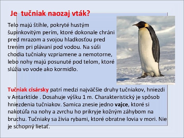 Je tučniak naozaj vták? Telo majú štíhle, pokryté hustým šupinkovitým perím, ktoré dokonale chráni