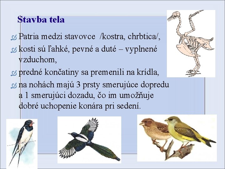 Stavba tela Patria medzi stavovce /kostra, chrbtica/, kosti sú ľahké, pevné a duté –