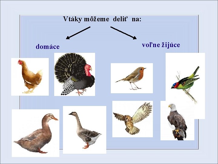 Vtáky môžeme deliť na: domáce voľne žijúce 