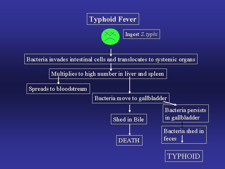 Typhoid Fever Ingest S. typhi Bacteria invades intestinal cells and translocates to systemic organs