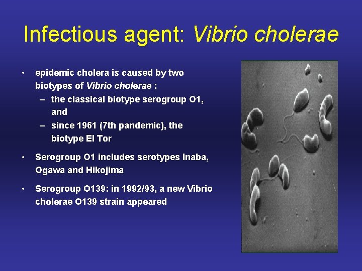Infectious agent: Vibrio cholerae • epidemic cholera is caused by two biotypes of Vibrio