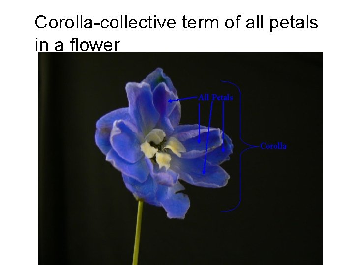 Corolla-collective term of all petals in a flower All Petals Corolla 