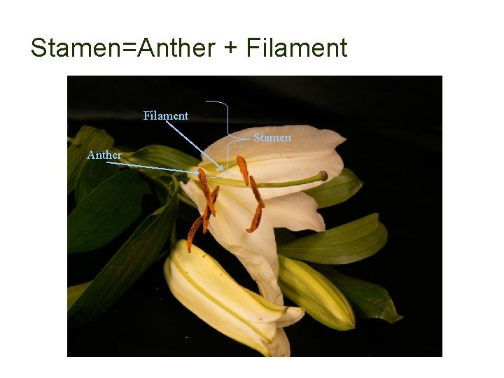Stamen=Anther + Filament Stamen Anther 