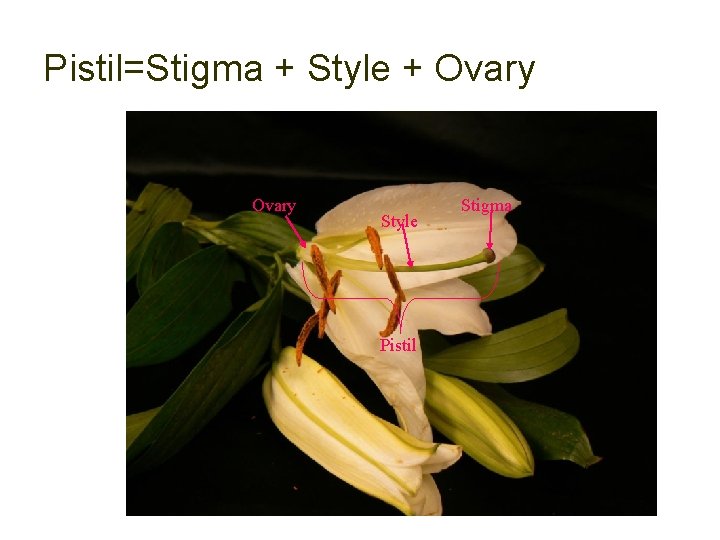 Pistil=Stigma + Style + Ovary Style Pistil Stigma 