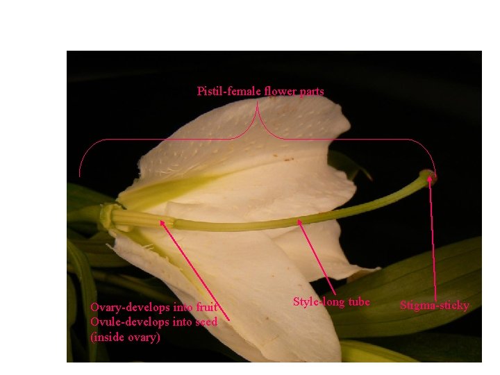 Pistil-female flower parts Ovary-develops into fruit Ovule-develops into seed (inside ovary) Style-long tube Stigma-sticky