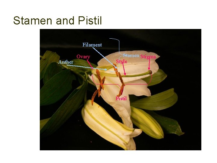 Stamen and Pistil Filament Anther Ovary Stamen Stigma Style Pistil 