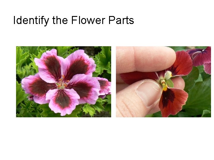 Identify the Flower Parts 