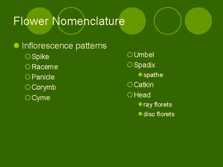 Flower Nomenclature l Inflorescence patterns ¡ Spike ¡ Raceme ¡ Panicle ¡ Corymb ¡