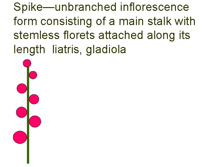 Spike—unbranched inflorescence form consisting of a main stalk with stemless florets attached along its
