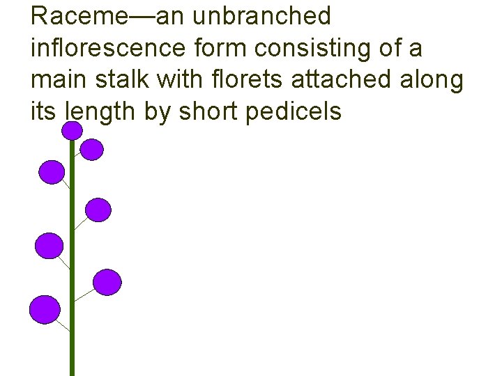 Raceme—an unbranched inflorescence form consisting of a main stalk with florets attached along its