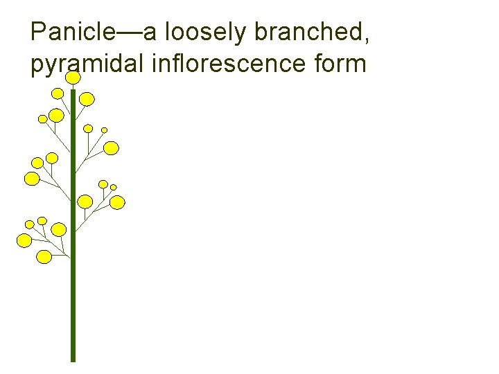 Panicle—a loosely branched, pyramidal inflorescence form 