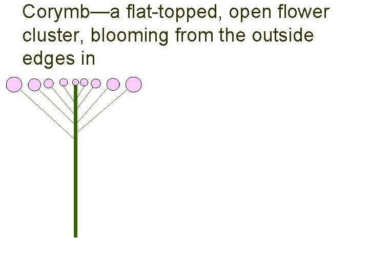 Corymb—a flat-topped, open flower cluster, blooming from the outside edges in 