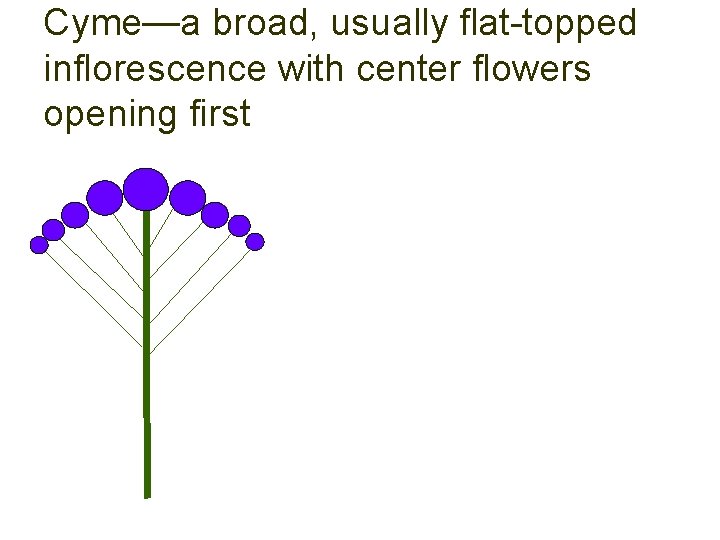 Cyme—a broad, usually flat-topped inflorescence with center flowers opening first 