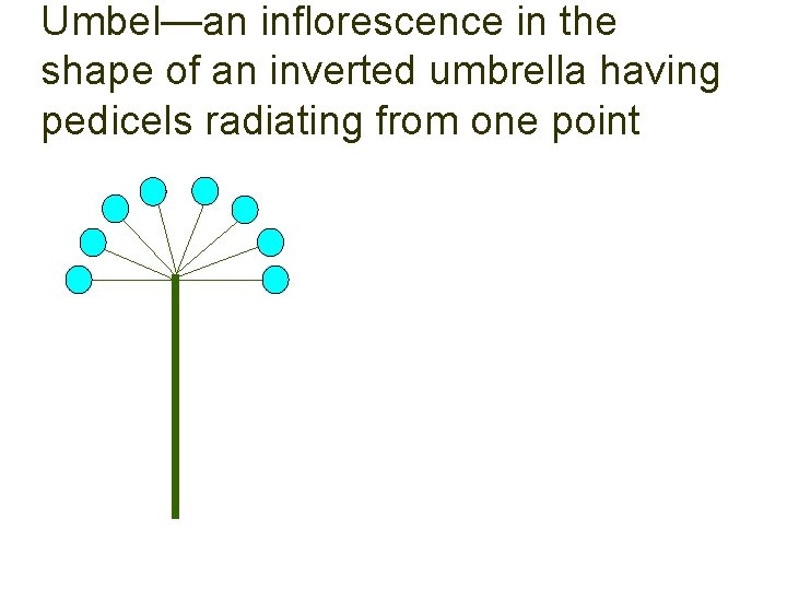 Umbel—an inflorescence in the shape of an inverted umbrella having pedicels radiating from one