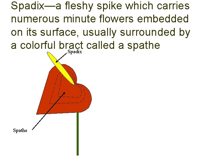 Spadix—a fleshy spike which carries numerous minute flowers embedded on its surface, usually surrounded