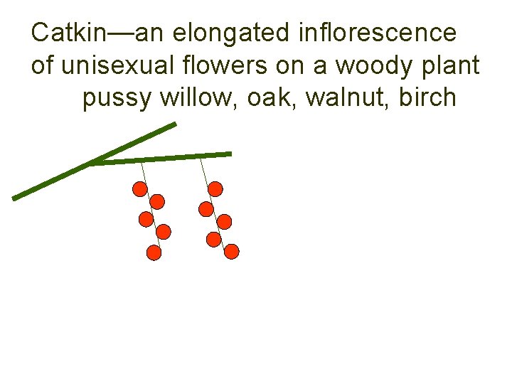 Catkin—an elongated inflorescence of unisexual flowers on a woody plant pussy willow, oak, walnut,