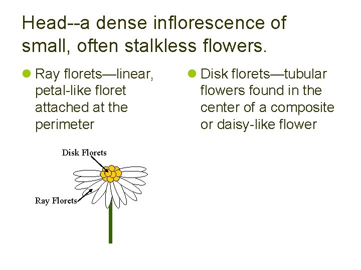 Head--a dense inflorescence of small, often stalkless flowers. l Ray florets—linear, petal-like floret attached