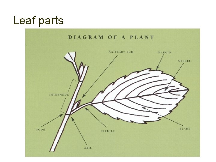 Leaf parts 