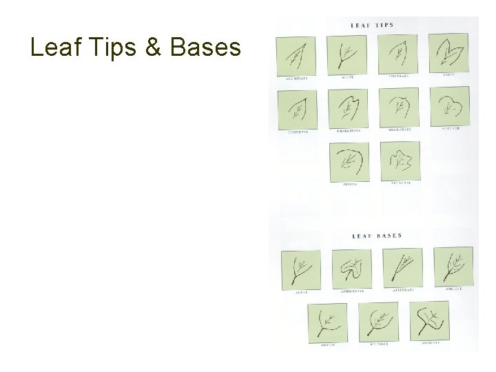 Leaf Tips & Bases 