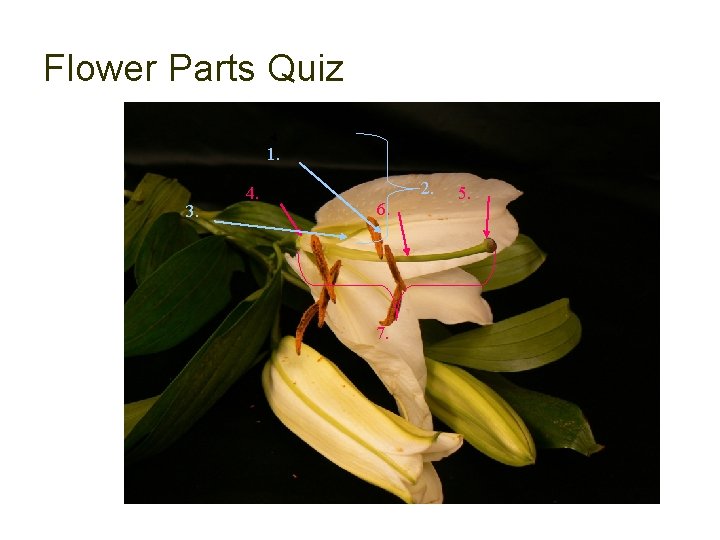 Flower Parts Quiz 1. 3. 4. 2. 6. 7. 5. 