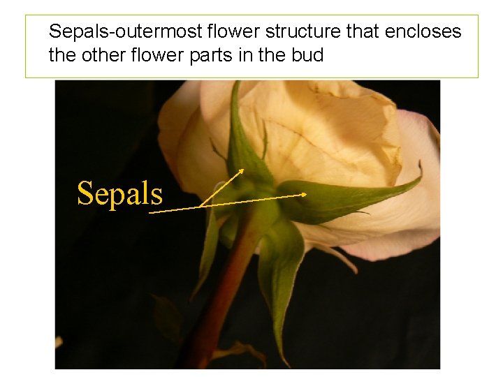 Sepals-outermost flower structure that encloses the other flower parts in the bud Sepals 