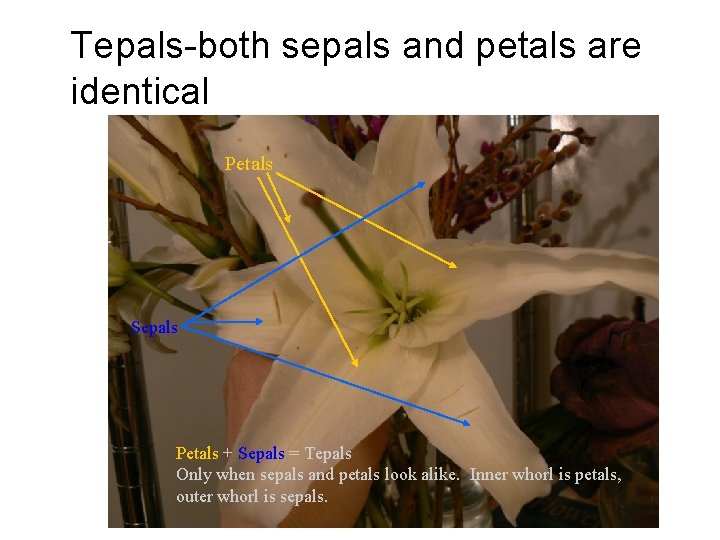 Tepals-both sepals and petals are identical Petals Sepals Petals + Sepals = Tepals Only