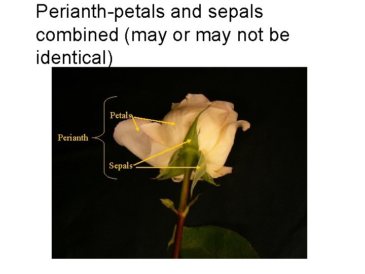 Perianth-petals and sepals combined (may or may not be identical) Petals Perianth Sepals 