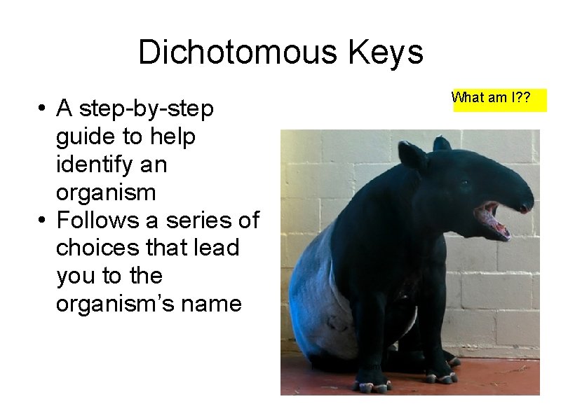 Dichotomous Keys What am I? ? • A step-by-step guide to help identify an