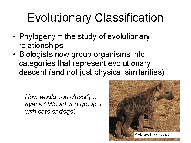 Evolutionary Classification • Phylogeny = the study of evolutionary relationships • Biologists now group