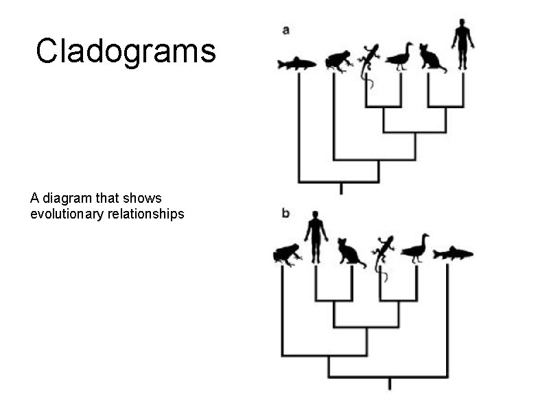 Cladograms A diagram that shows evolutionary relationships 