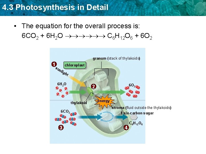 4. 3 Photosynthesis in Detail • The equation for the overall process is: 6