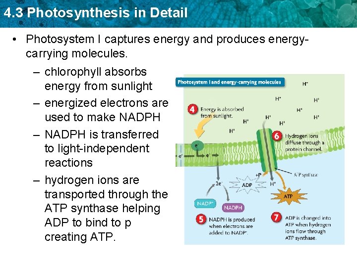 4. 3 Photosynthesis in Detail • Photosystem I captures energy and produces energycarrying molecules.