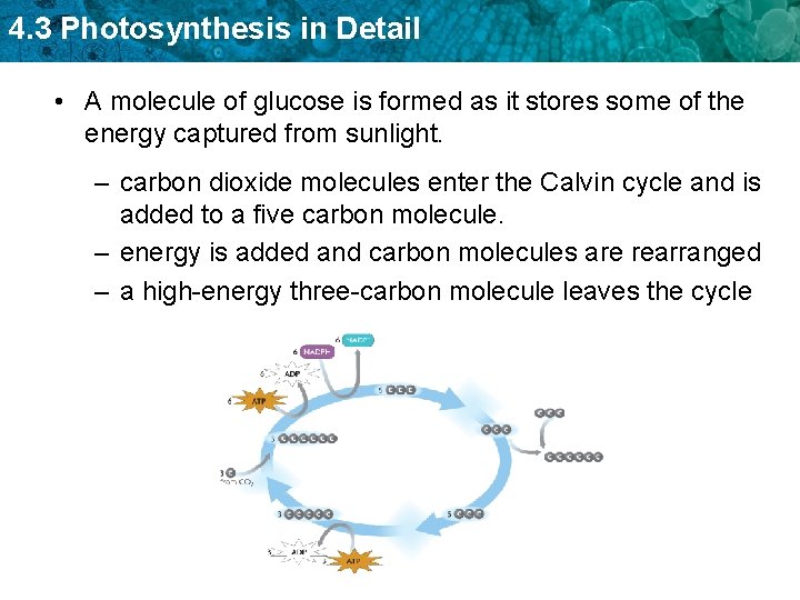 4. 3 Photosynthesis in Detail • A molecule of glucose is formed as it