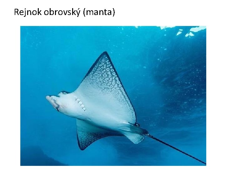 Rejnok obrovský (manta) 