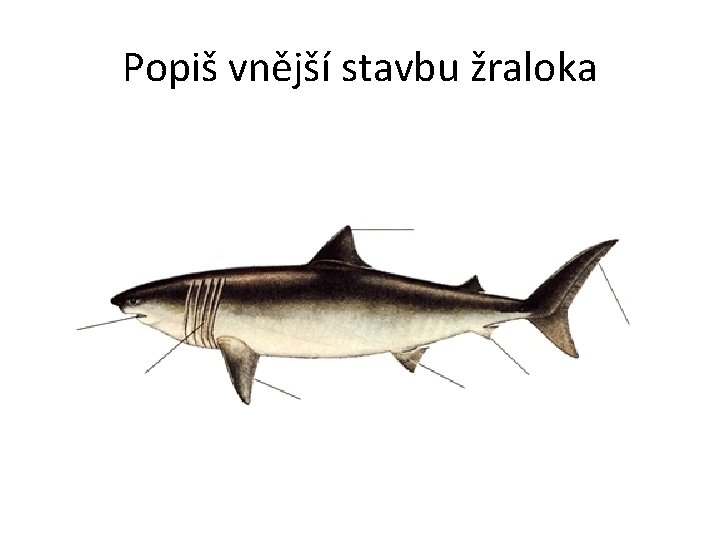 Popiš vnější stavbu žraloka 