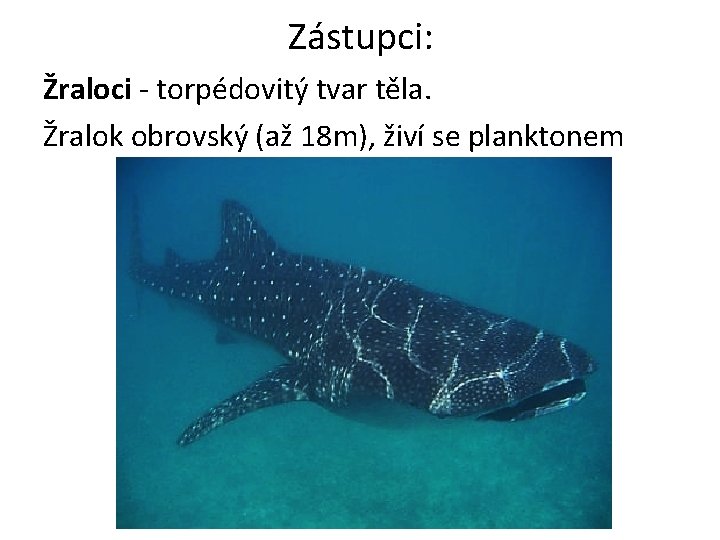 Zástupci: Žraloci - torpédovitý tvar těla. Žralok obrovský (až 18 m), živí se planktonem