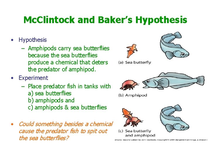 Mc. Clintock and Baker’s Hypothesis • Hypothesis – Amphipods carry sea butterflies because the