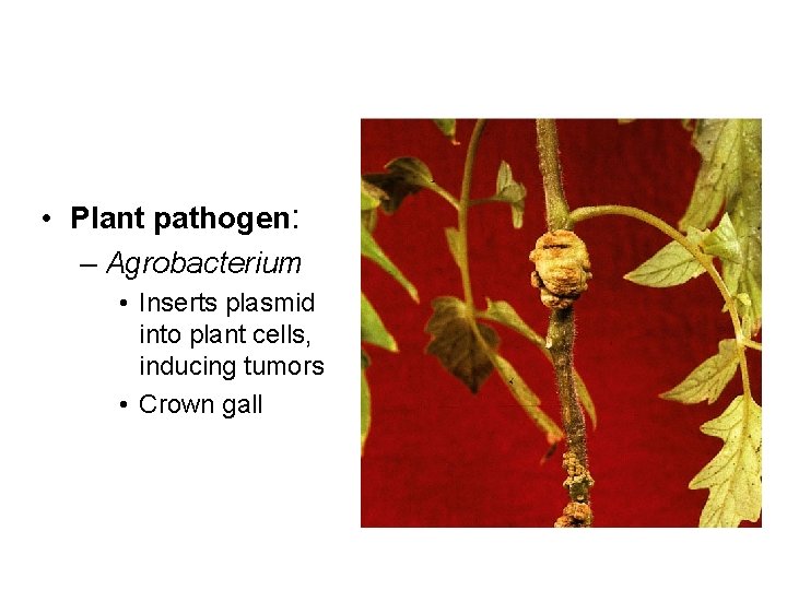  • Plant pathogen: – Agrobacterium • Inserts plasmid into plant cells, inducing tumors