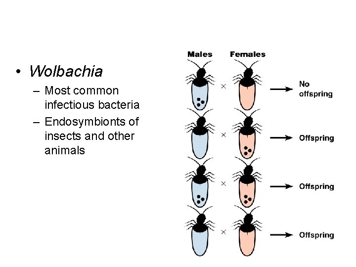  • Wolbachia – Most common infectious bacteria – Endosymbionts of insects and other