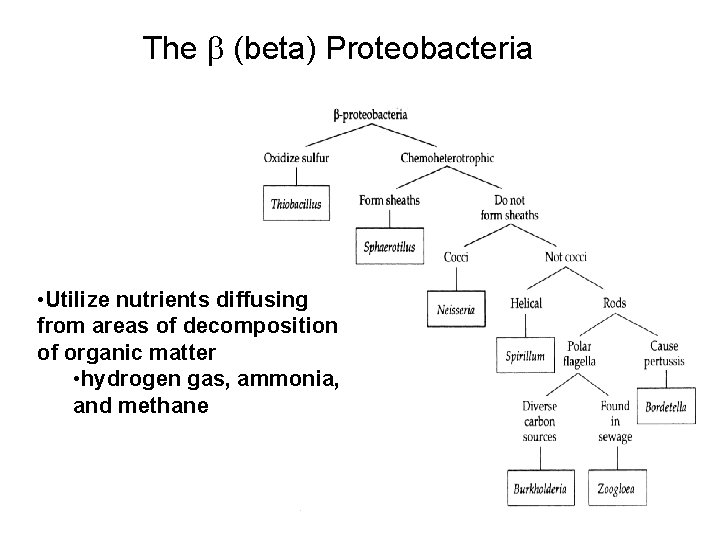 The (beta) Proteobacteria • Utilize nutrients diffusing from areas of decomposition of organic matter