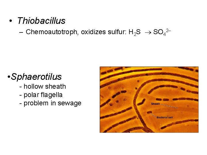  • Thiobacillus – Chemoautotroph, oxidizes sulfur: H 2 S SO 42– • Sphaerotilus