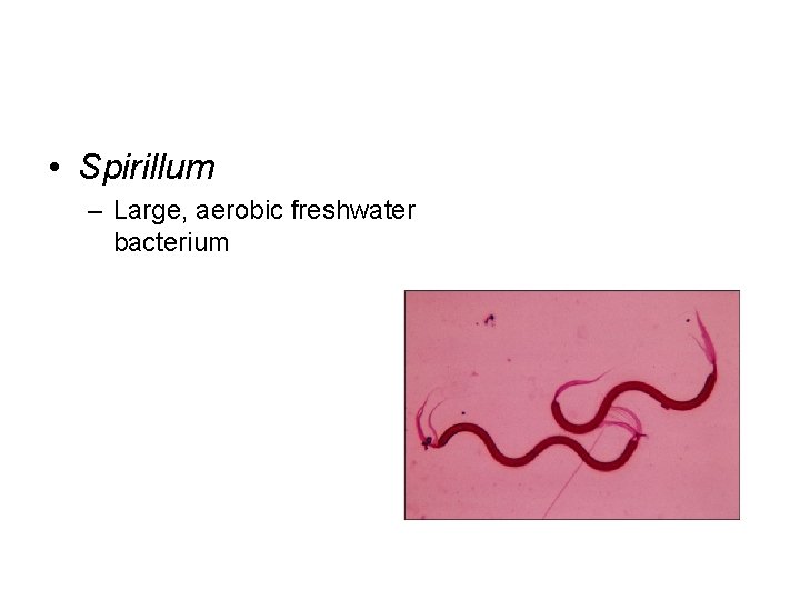  • Spirillum – Large, aerobic freshwater bacterium 