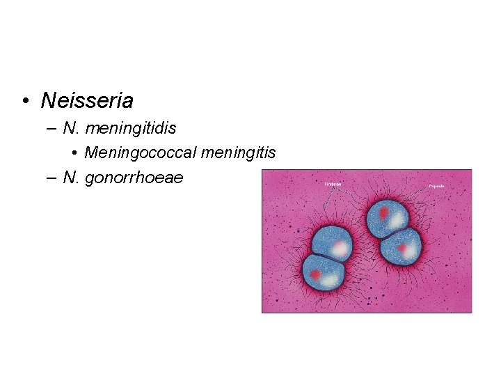  • Neisseria – N. meningitidis • Meningococcal meningitis – N. gonorrhoeae 