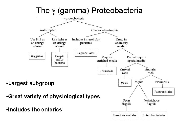 The (gamma) Proteobacteria • Largest subgroup • Great variety of physiological types • Includes