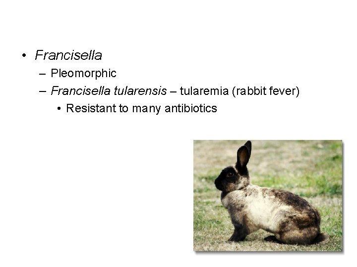 • Francisella – Pleomorphic – Francisella tularensis – tularemia (rabbit fever) • Resistant