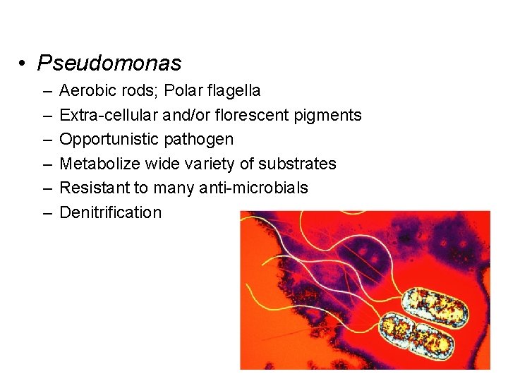  • Pseudomonas – – – Aerobic rods; Polar flagella Extra-cellular and/or florescent pigments