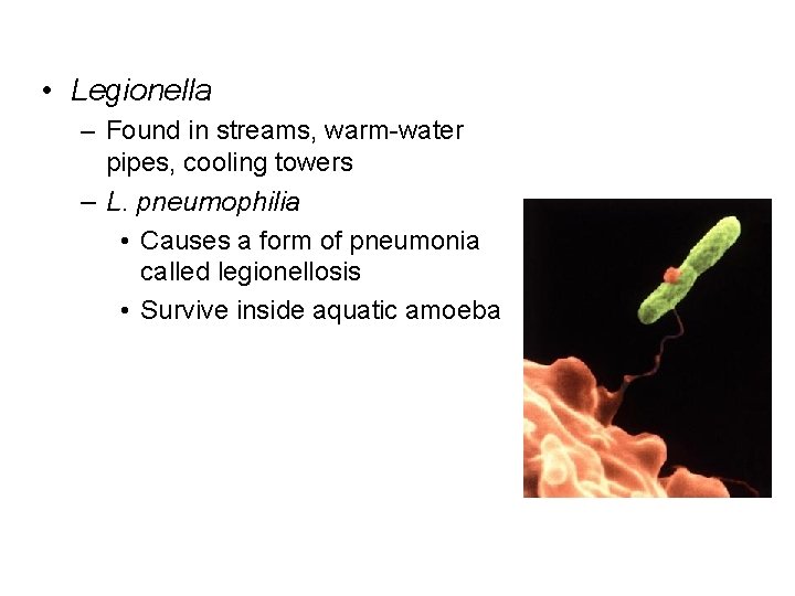  • Legionella – Found in streams, warm-water pipes, cooling towers – L. pneumophilia