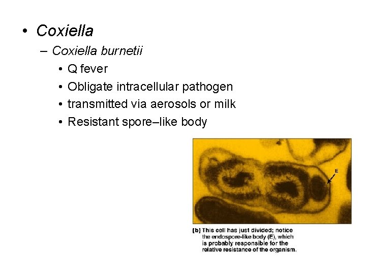  • Coxiella – Coxiella burnetii • Q fever • Obligate intracellular pathogen •