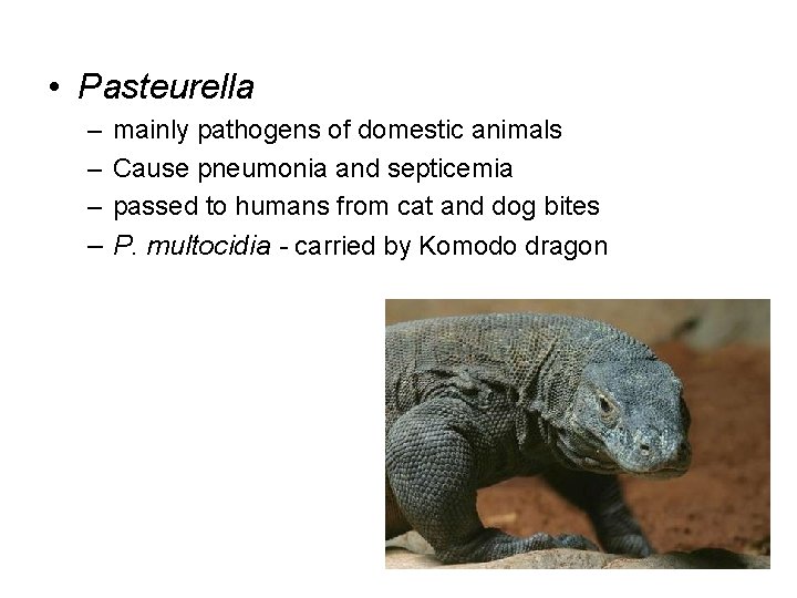  • Pasteurella – – mainly pathogens of domestic animals Cause pneumonia and septicemia